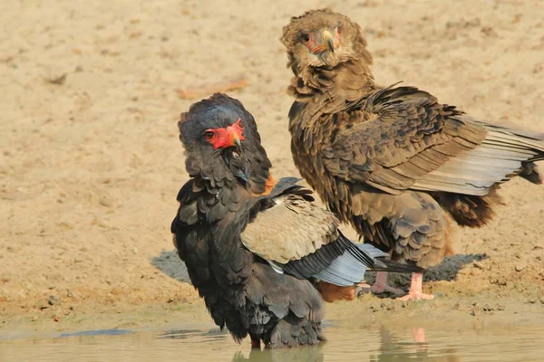 Bateleur Eagles Wilde Vogels Uit Afrika — Stockfoto