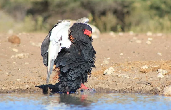 Bateleur Eagle Wilde Vogel Uit Afrika — Stockfoto