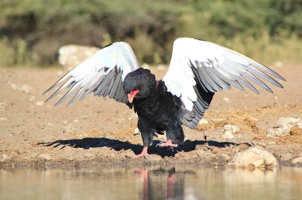 バテルール イーグル アフリカの野鳥 — ストック写真