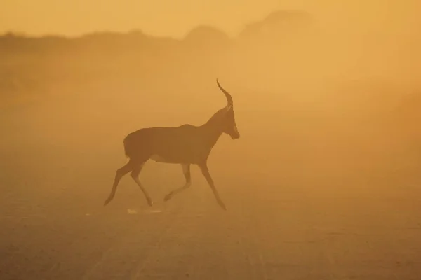 Springbok Dzika Przyroda Afryki — Zdjęcie stockowe