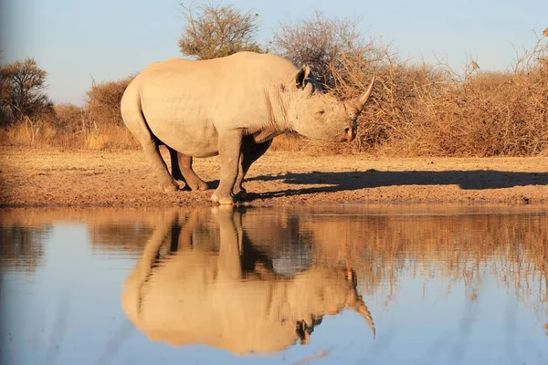 Reflection Rare Endangered Black Rhino Photo Taken Ranch Namibia Africa — Stock Photo, Image
