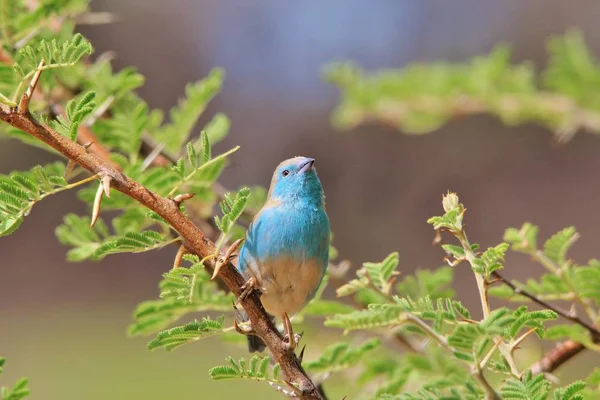 Синій Омелом Африканський Дикий Барвистий Птах Фону — стокове фото