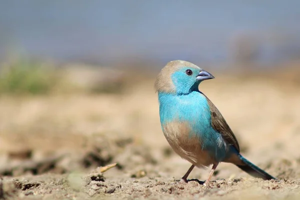 Kék Asztrild Afrikai Wild Színes Bird Háttér — Stock Fotó