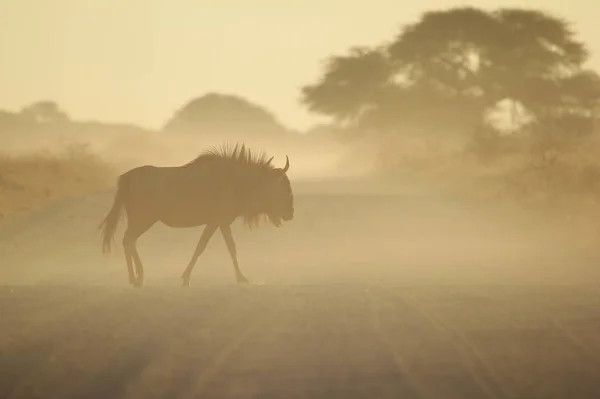Blue Wildebeest Afrikansk Wildlife Bakgrund Walking Shadow Life — Stockfoto