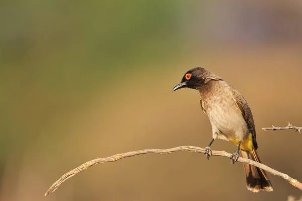 Kırmızı Gözlü Bülbül Afrika Vahşi Kuş Arka Plan Renk Özgürlük — Stok fotoğraf