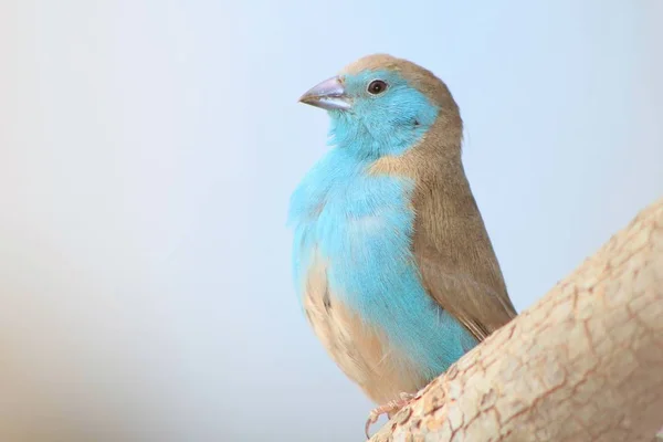 Blue Waxbill Дикая Птица Африки — стоковое фото