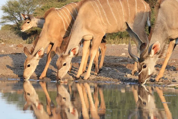 Kudu Antelope Afrykańskie Tło Dzikiej Przyrody — Zdjęcie stockowe