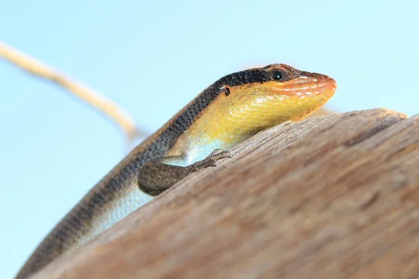 Agama Épineux Reptile Africain — Photo
