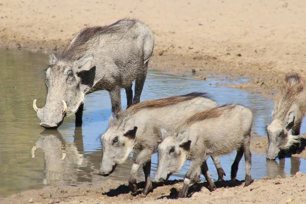 Grijze Warthogs Afrikaanse Fauna — Stockfoto