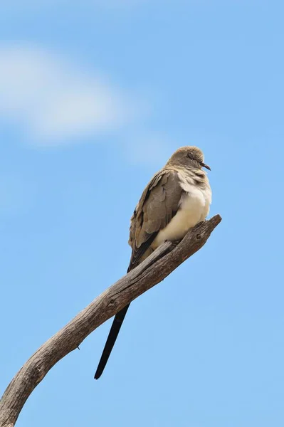 Namaqua Dove uyuyor. Afrika Vahşi Kuş Arka Plan. Barış ve Sembolik Özgürlük Levrek 