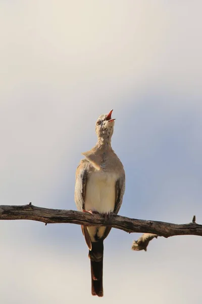 Namaqua Dove African Wild Bird Background — Stock Photo, Image