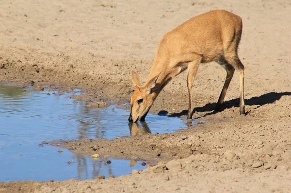 Waterbock Afrikanische Tierwelt Hintergrund — Stockfoto