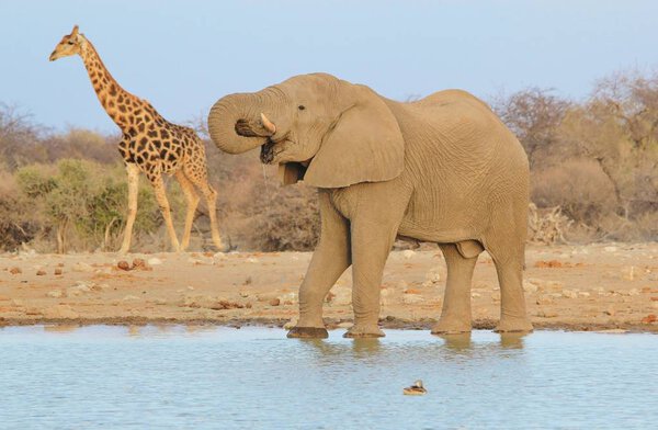 Giraffe and elephant - African Wildlife