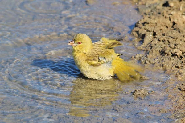 Afrika 'dan Vahşi Kuş. Finch, Namibya 'da bir oyun çiftliğinde bir su birikintisinde banyo yapıyor. 