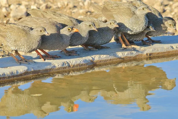 Emerald Spotted Doves Wild Bird Background — Stock Photo, Image