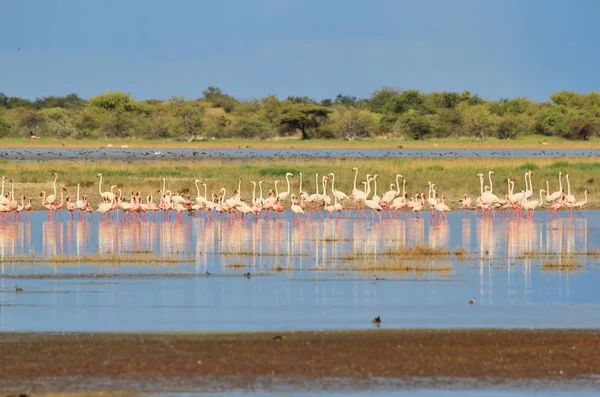 Flamingos Fundo Aves Selvagens Africanas Natureza Colorida Momentos Mágicos — Fotografia de Stock