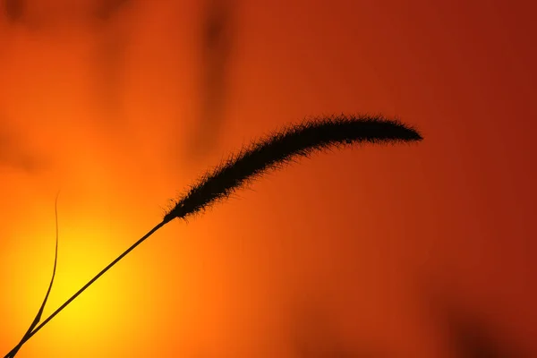 Grama Sobre Fundo Laranja Brilhante Pôr Sol Campo — Fotografia de Stock