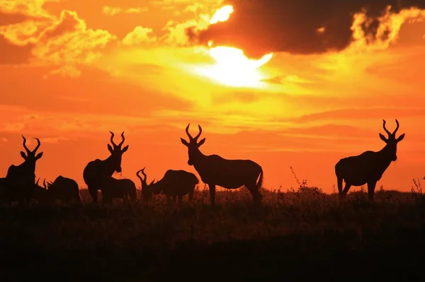 Rotbarsche Während Des Sonnenuntergangs Afrikanische Tierwelt Hintergrund Gehörnte Rote Schönheiten — Stockfoto