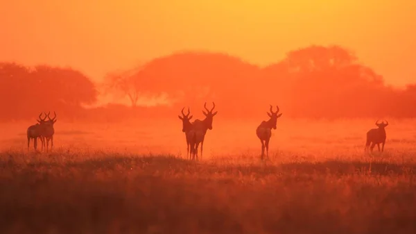 Czerwone Hartebeests Podczas Zachodu Słońca Afrykańskie Tło Dzikiej Przyrody Horned — Zdjęcie stockowe