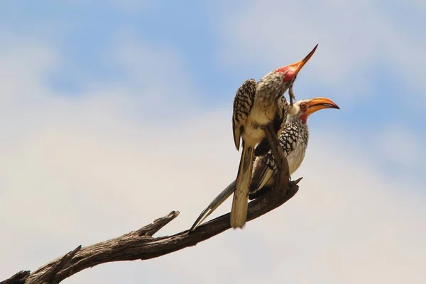 Gele Factuur Hoorn Bill Afrikaanse Wilde Vogel Achtergrond — Stockfoto