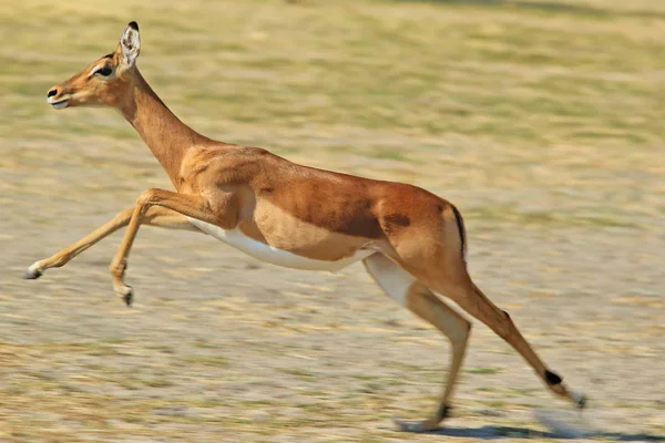 Impala Antelope Fundo Vida Selvagem Africana Velocidade Execução Vida — Fotografia de Stock