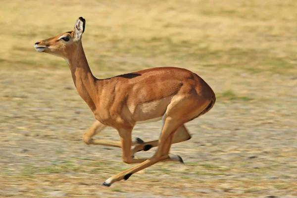 Impala Antilop Afrikai Wildlife Háttér Sebesség Életfutás — Stock Fotó