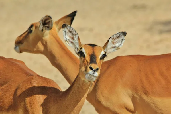 Impala Antelopes Contexto Vida Selvagem Africana — Fotografia de Stock