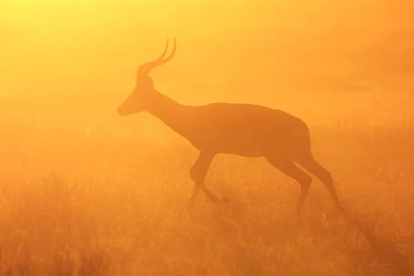 Impala Antelope Afrykańskie Tło Dzikiej Przyrody Szybkość Bieg Życia — Zdjęcie stockowe