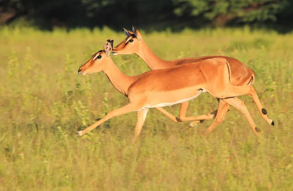 Impala Antelopes Fundo Vida Selvagem Africana Velocidade Execução Vida — Fotografia de Stock