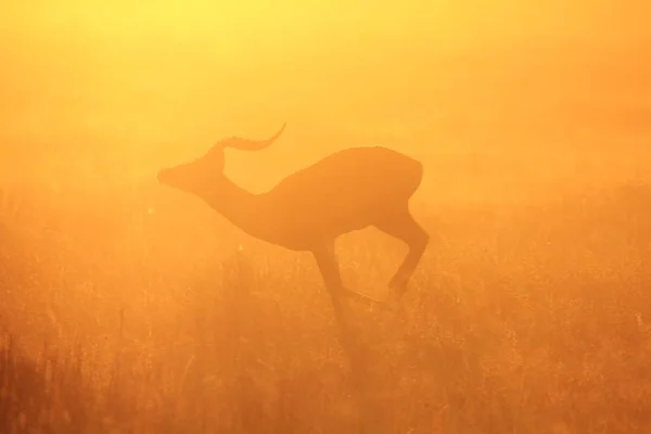Impala Antelope Sfondo Faunistico Africano Velocità Corsa Della Vita — Foto Stock
