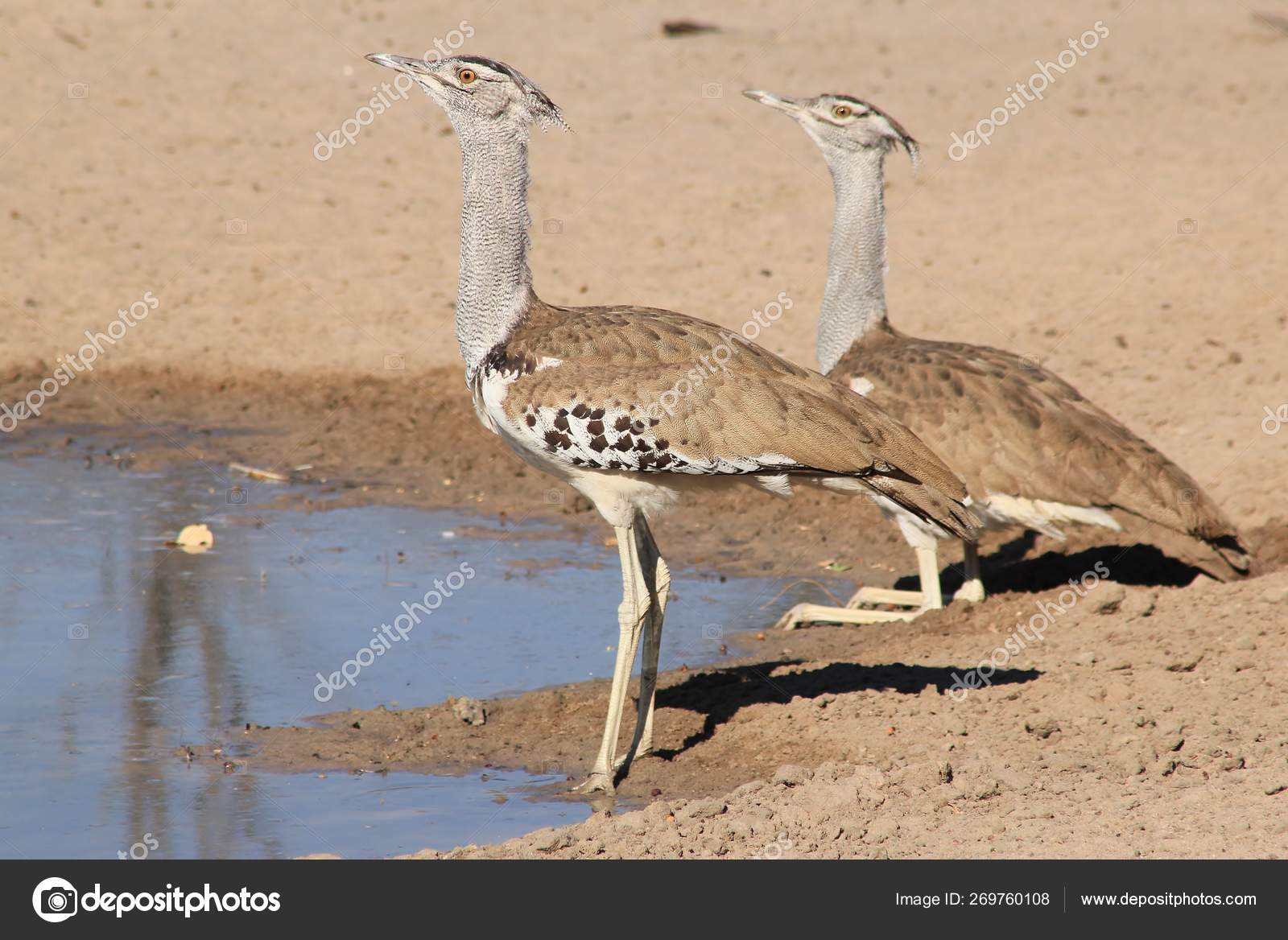 Kori Bustard Wild Bird Namibia Africa Stock Photo By C Humpata Kori Bustard Wild Bird Namibia Africa Stock Photo By C Humpata