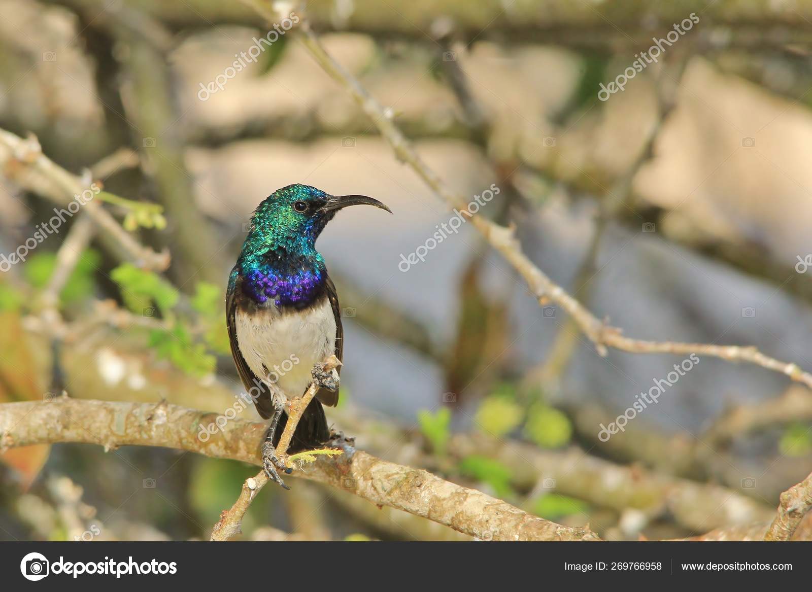 wildbird sunbird
