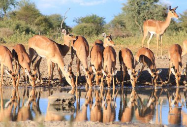 Ortak Impalas içme suyu. Afrika Yaban Hayatı Arka Plan