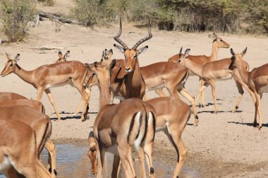 Ortak Impalas. Afrika Yaban Hayatı Arka Plan