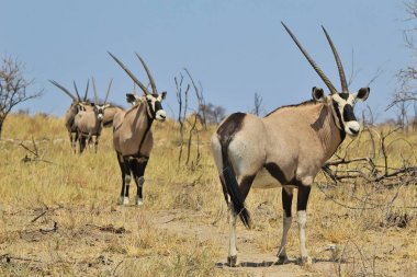 Oryxes veya Gemsboks. Afrika Vahşi Yaşam Arka Planı. Güç ve Gurur Boynuzları. Hayvanlar Alemi Çöl Prensi