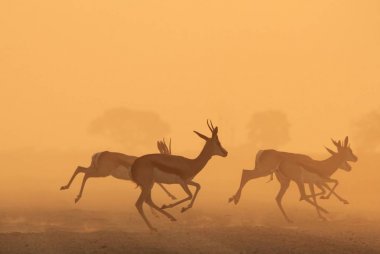 Springbok Antiloplar gün batımında koşuyor. Afrika Yaban Hayatı Arka Plan.  