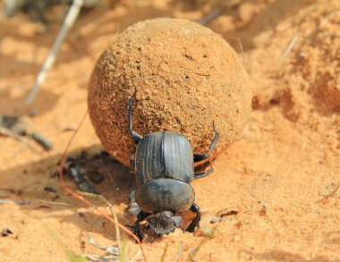 Geotrupidae böceği, toprak sıkıcı dışkı böcekleri