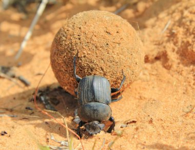 Geotrupidae bug, earth-boring dung beetles clipart