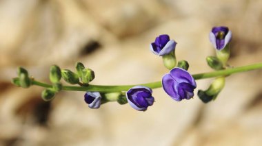 Mor Yabani Çiçek, yakından görünüm
