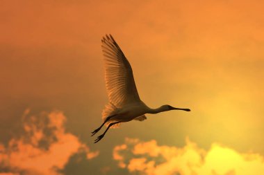 Afrikalı Spoonbill Leylek. Afrika'dan Vahşi Kuş Arka Planı. Doğa benzersiz yaban hayatı