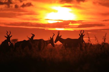 Springbok Antiloplar gün batımında koşuyor. Afrika Yaban Hayatı Arka Plan.  