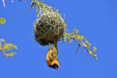 Southern Masked Weaver - African Wild Bird clipart