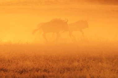 Afrika'da gün batımında Blue Antilop