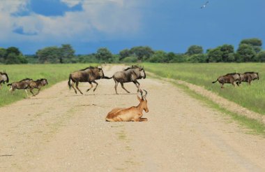 Blue Wildebeest - Afrika'dan Yaban Hayatı