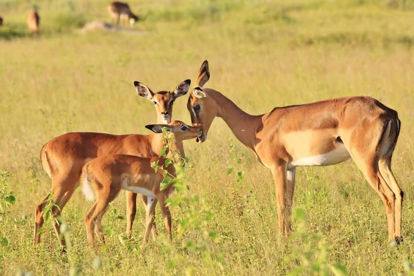 Impalas Comuns Contexto Vida Selvagem Africana — Fotografia de Stock