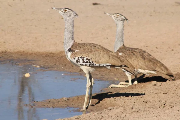 Kori Bustard Wilde Vogel Uit Namibië Afrika — Stockfoto