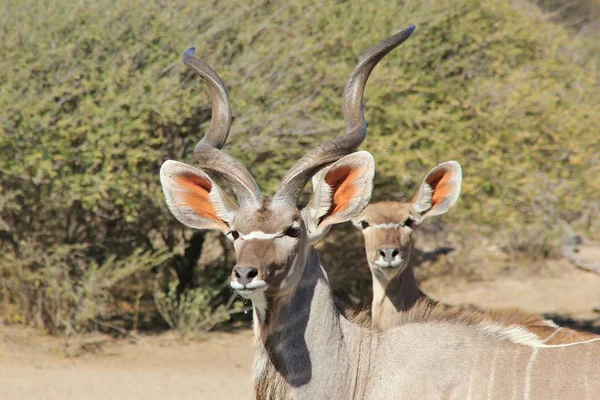 Kudu Antelopes Fundo Vida Selvagem Africana Fantasma Cinzento Bush Veld — Fotografia de Stock