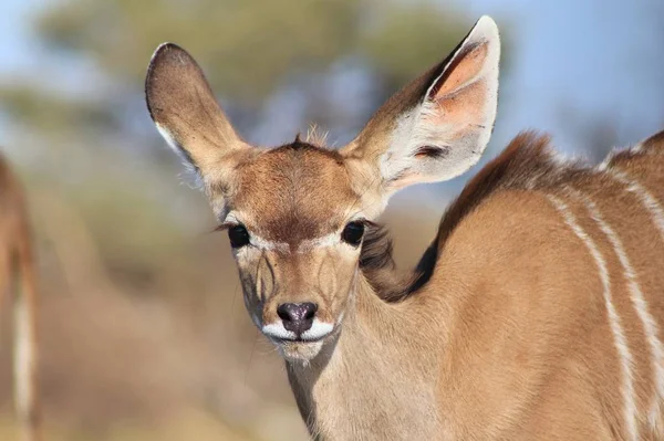 Antelope Kudu Sfondo Faunistico Africano — Foto Stock