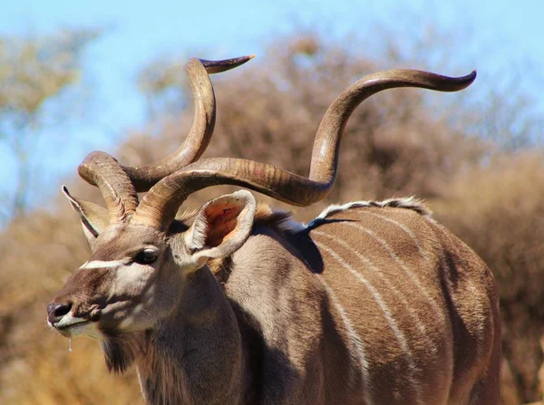 Kudu Antilop. Afrika Vahşi Yaşam Arka Planı. Bush-veld'in Gri Hayaleti