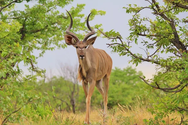 Kudu Antilop. Afrika Vahşi Yaşam Arka Planı. Bush-veld'in Gri Hayaleti